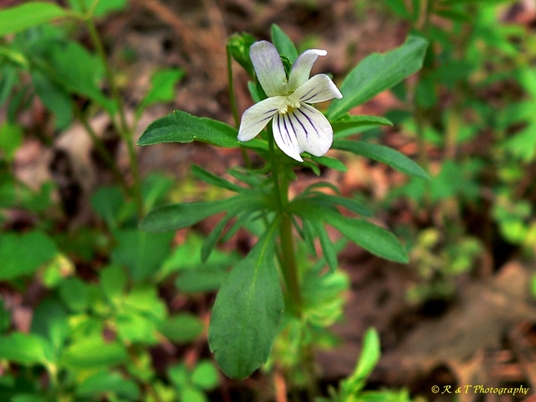 {Viola bicolor}